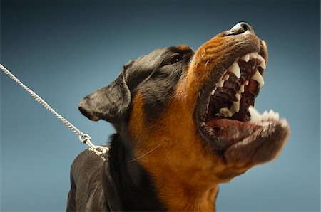 feroz - Angry Rottweiler on blue background Foto de stock - Sin royalties Premium, Código: 693-03304984