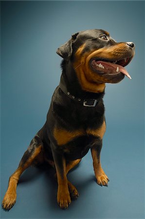 rottweiler - Rottweiler on blue background Foto de stock - Sin royalties Premium, Código: 693-03304980