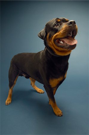 simsearch:693-03304965,k - Rottweiler sur fond bleu Photographie de stock - Premium Libres de Droits, Code: 693-03304981