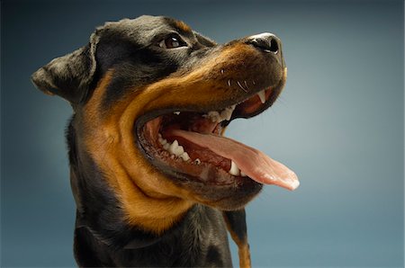 rottweiler - Rottweiler on blue background, close-up Foto de stock - Sin royalties Premium, Código: 693-03304983