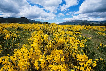 Yellow flowers in field, mountains in background Foto de stock - Sin royalties Premium, Código: 693-03305939