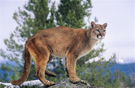 puma - Mountain Lion debout sur le rocher Photographie de stock - Premium Libres de Droits, Code: 693-03306326