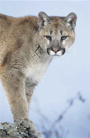 puma - Mountain Lion debout sur le rocher Photographie de stock - Premium Libres de Droits, Code: 693-03306327