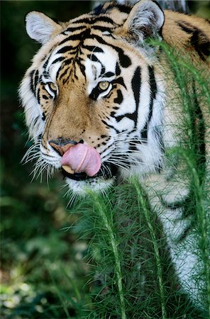 Tiger licking lips in grass Foto de stock - Sin royalties Premium, Código: 693-03306334