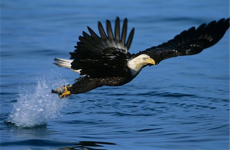food chain - Bald Eagle catching fish in river Stock Photo - Premium Royalty-Free, Code: 693-03306344