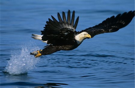 eagle river - Bald Eagle catching fish in river Foto de stock - Royalty Free Premium, Número: 693-03306344