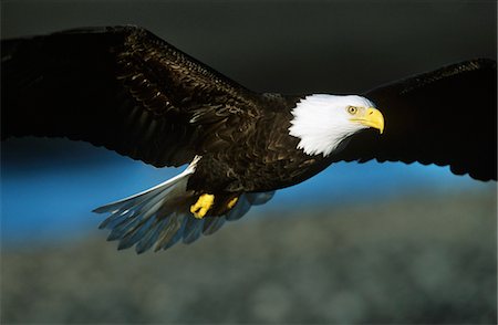 Bald Eagle in flight Foto de stock - Sin royalties Premium, Código: 693-03306346