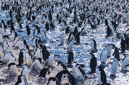 simsearch:841-03674000,k - Large colony of Penguins gathering on ice Fotografie stock - Premium Royalty-Free, Codice: 693-03306362