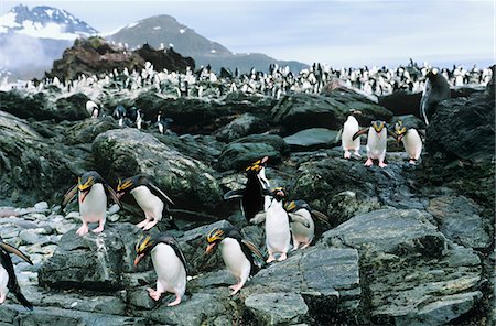 penguin on mountain - Importante colonie de manchots sur les rochers Photographie de stock - Premium Libres de Droits, Code: 693-03306378