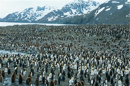 penguin on mountain - Grande colonie de pingouins Photographie de stock - Premium Libres de Droits, Code: 693-03306373