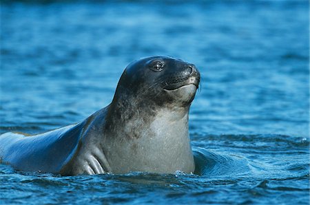 Seal lying in water Stock Photo - Premium Royalty-Free, Code: 693-03306384