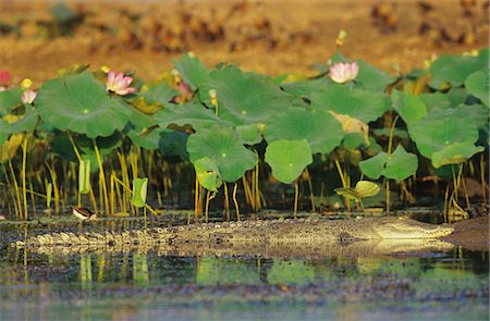 parc national de kakadu - Crocodile marin australien dans le marais Photographie de stock - Premium Libres de Droits, Code: 693-03306385