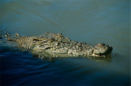 Australian Saltwater Crocodile in water Foto de stock - Sin royalties Premium, Código: 693-03306387