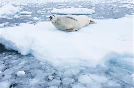 simsearch:841-03674000,k - Fur Seal lying on ice flow Fotografie stock - Premium Royalty-Free, Codice: 693-03306383