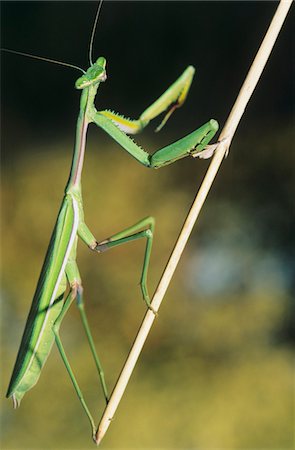 Praying Mantis climbing twig Stock Photo - Premium Royalty-Free, Code: 693-03306395