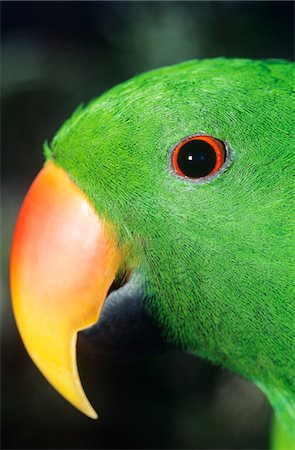 Parakeet, close-up of head Stock Photo - Premium Royalty-Free, Code: 693-03306426