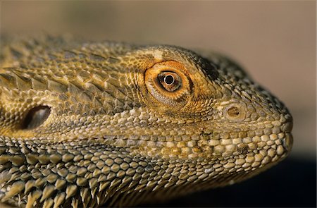 escama - Water dragon, close-up of head Foto de stock - Sin royalties Premium, Código: 693-03306423