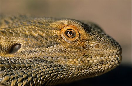 Dragon d'eau, détail de la tête Photographie de stock - Premium Libres de Droits, Code: 693-03306423