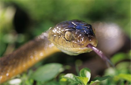 snake close up - Brown snake, close-up Foto de stock - Sin royalties Premium, Código: 693-03306435