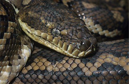 Tapis Python, gros plan Photographie de stock - Premium Libres de Droits, Code: 693-03306436