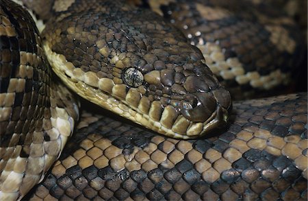 reptile scale patterns - Carpet Python, close-up Stock Photo - Premium Royalty-Free, Code: 693-03306436