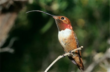Humming bird perched on branch Foto de stock - Royalty Free Premium, Número: 693-03306445