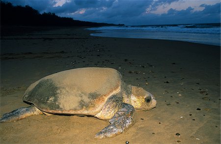 Leatherback Turtle on beach Foto de stock - Sin royalties Premium, Código: 693-03306440