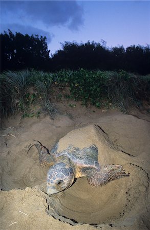 Leatherback Turtle nesting on beach Foto de stock - Sin royalties Premium, Código: 693-03306441