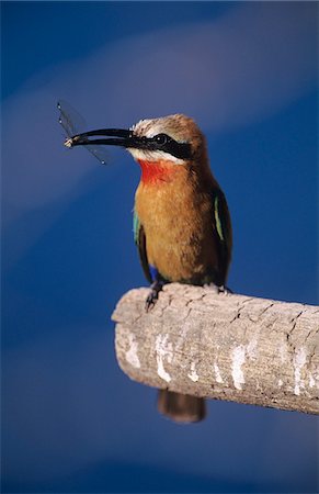 Attrape-mouche exotique, perché sur une branche Photographie de stock - Premium Libres de Droits, Code: 693-03306454