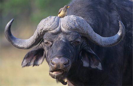 Cape Buffalo (Syncerus Caffer) with bird on head, close-up Stock Photo - Premium Royalty-Free, Code: 693-03306458