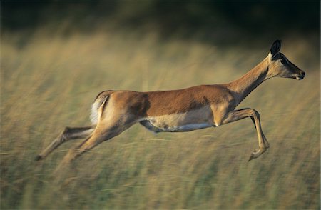 fast running animals - Deer galloping on savannah Stock Photo - Premium Royalty-Free, Code: 693-03306451