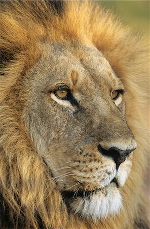 Male Lion, close-up of head Stock Photo - Premium Royalty-Free, Code: 693-03306468