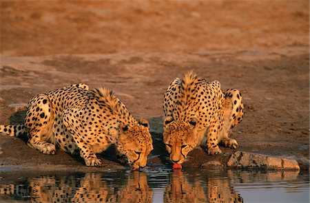 Two Cheetahs (Acinonyx Jubatus) drinking at waterhole Stock Photo - Premium Royalty-Free, Code: 693-03306461