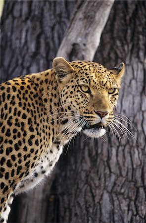 spotted panther - Leopard (Panthera Pardus) standing beside tree Stock Photo - Premium Royalty-Free, Code: 693-03306463