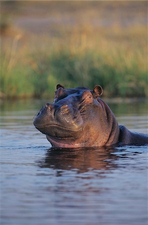 Hippopotame (Hippopotamus Amphibius) dans le trou d'eau de baignade Photographie de stock - Premium Libres de Droits, Code: 693-03306486