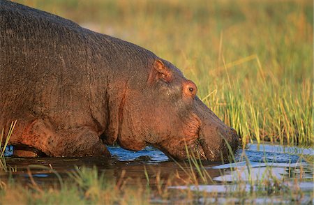Hippopotame (Hippopotamus Amphibius) dans le trou d'eau de baignade Photographie de stock - Premium Libres de Droits, Code: 693-03306487
