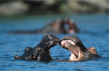 Two Hippopotami (Hippopotamus Amphibius) bathing in waterhole Foto de stock - Sin royalties Premium, Código: 693-03306489