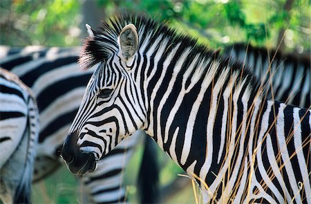 patterns black and white - Plains Zebra (Equus Burchelli) close-up Stock Photo - Premium Royalty-Free, Code: 693-03306497