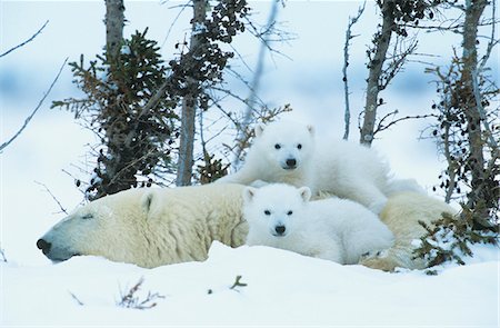 polar bear cubs in snow - Polar Bear cubs with mother in snow, Yukon Stock Photo - Premium Royalty-Free, Code: 693-03306500