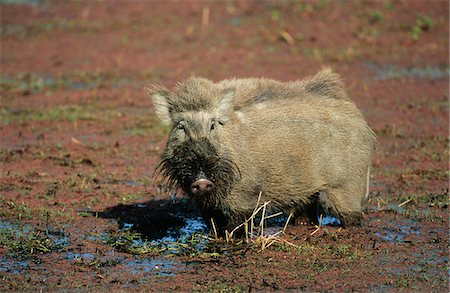 Warthog in mud Foto de stock - Royalty Free Premium, Número: 693-03306514