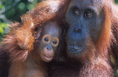 Orangutan embracing young, close-up Foto de stock - Sin royalties Premium, Código: 693-03306520