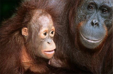 Orangutan with young, close-up Foto de stock - Sin royalties Premium, Código: 693-03306523