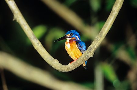 Martin-chasseur perché sur une branche Photographie de stock - Premium Libres de Droits, Code: 693-03306537