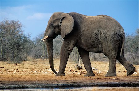 simsearch:693-03306448,k - Afrikanischer Elefant (Loxodonta Africana) Wandern auf savannah Stockbilder - Premium RF Lizenzfrei, Bildnummer: 693-03306546