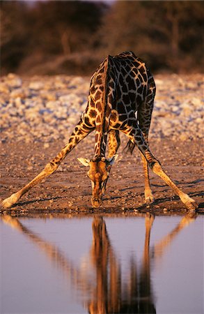 Massaï girafe (Giraffa Camelopardalus) au point d'eau à boire Photographie de stock - Premium Libres de Droits, Code: 693-03306549