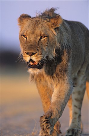 Male Lion walking on savannah Stock Photo - Premium Royalty-Free, Code: 693-03306557