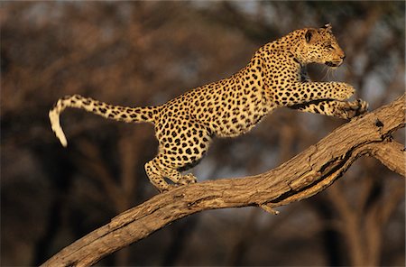 Leopard (Panthera Pardus) standing on branch Foto de stock - Sin royalties Premium, Código: 693-03306552