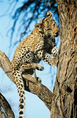panthers - Leopard (Panthera Pardus) climbing tree Foto de stock - Sin royalties Premium, Código: 693-03306553