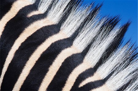 Zebras maine, close-up Foto de stock - Sin royalties Premium, Código: 693-03306562