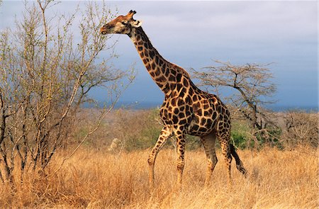 Massaï girafe (Giraffa Camelopardalus) sur la savane Photographie de stock - Premium Libres de Droits, Code: 693-03306575